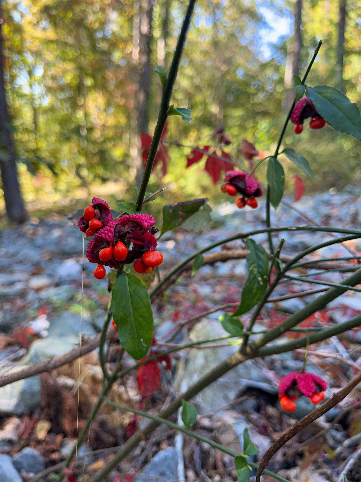 Euonymus americanus