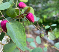 Clematis glaucophylla