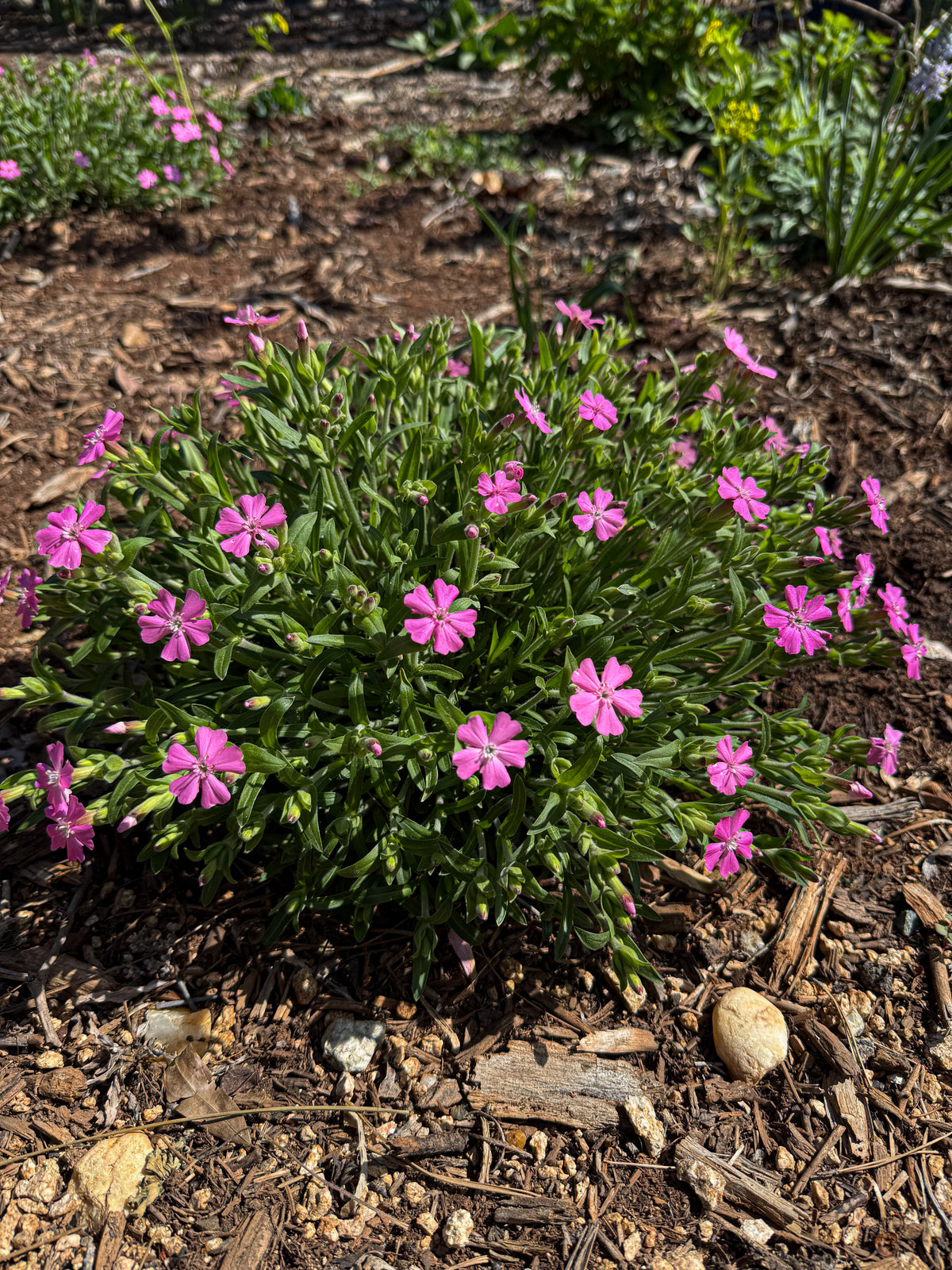 Silene caroliniana