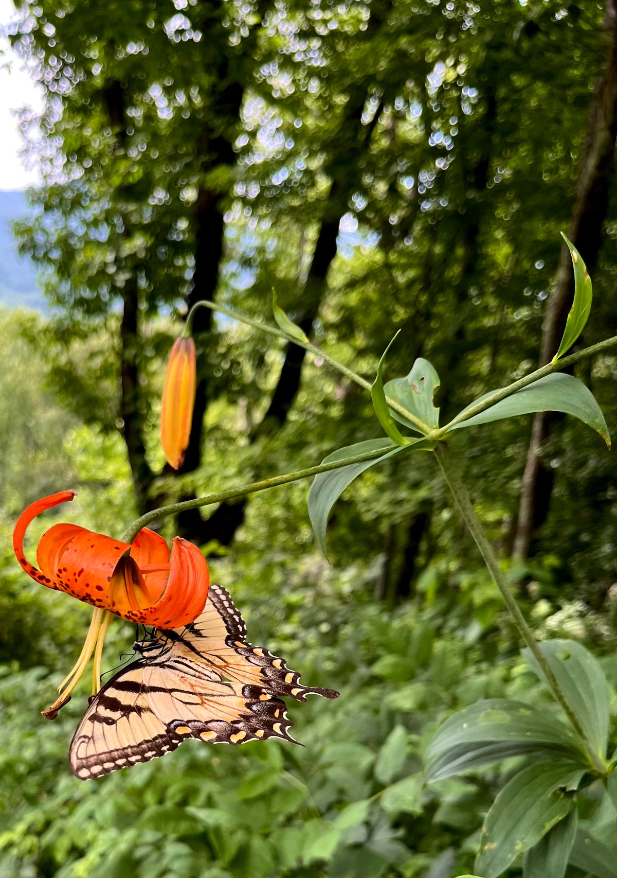 Lilium superbum