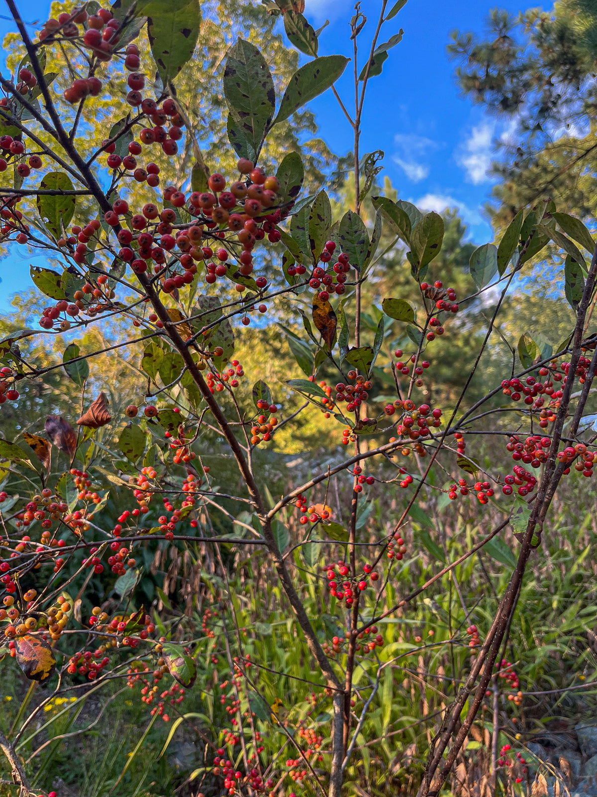 Aronia arbutifolia