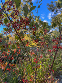 Aronia arbutifolia