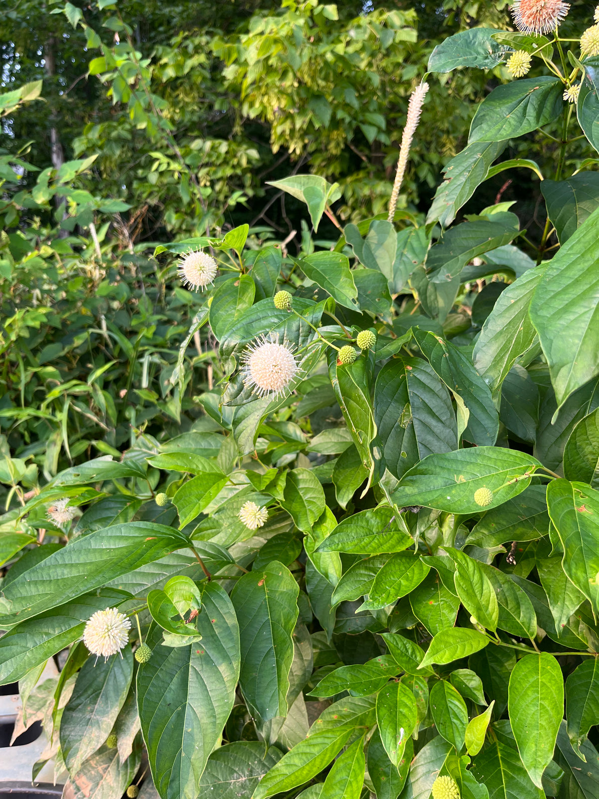 Cephalanthus occidentalis