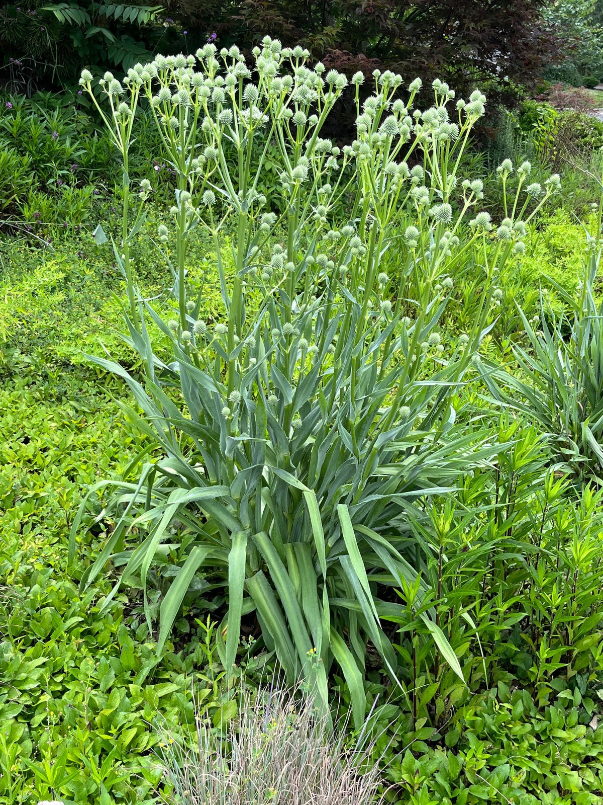 Eryngium yuccifolium