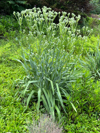 Eryngium yuccifolium