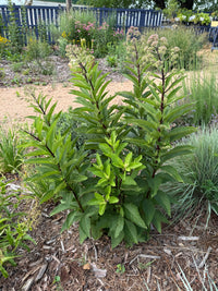 Eutrochium dubium 'Baby Joe'