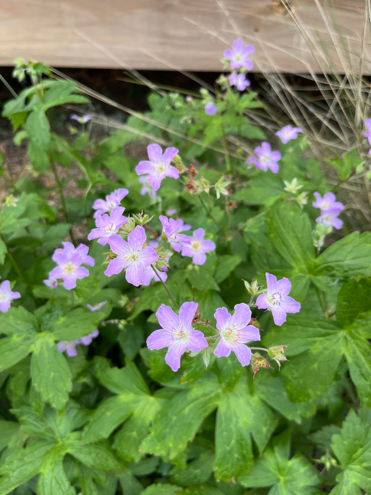 Geranium maculatum