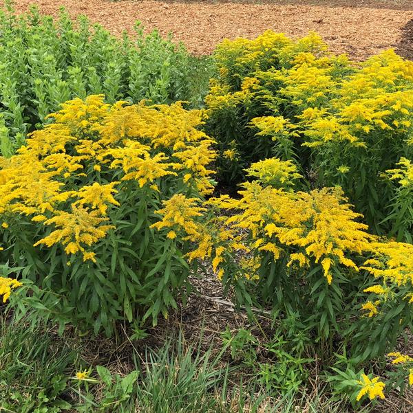 Solidago canadensis "Little Miss Sunshine"