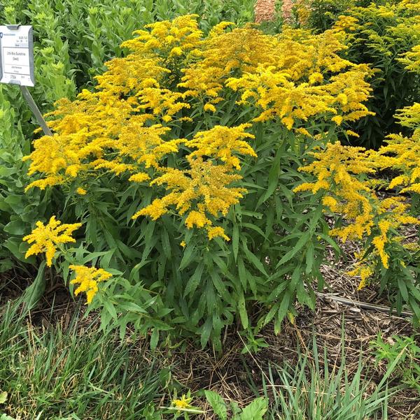 Solidago canadensis "Little Miss Sunshine"