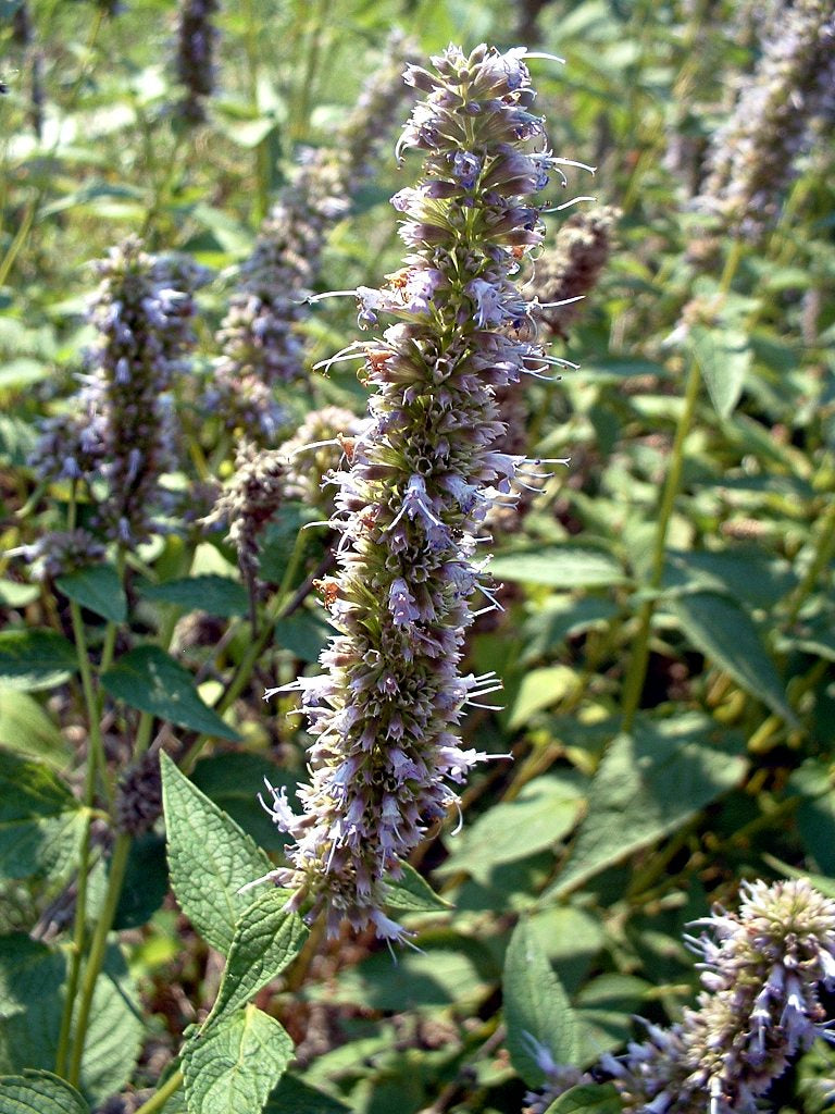 Agastache scrophulariifolia