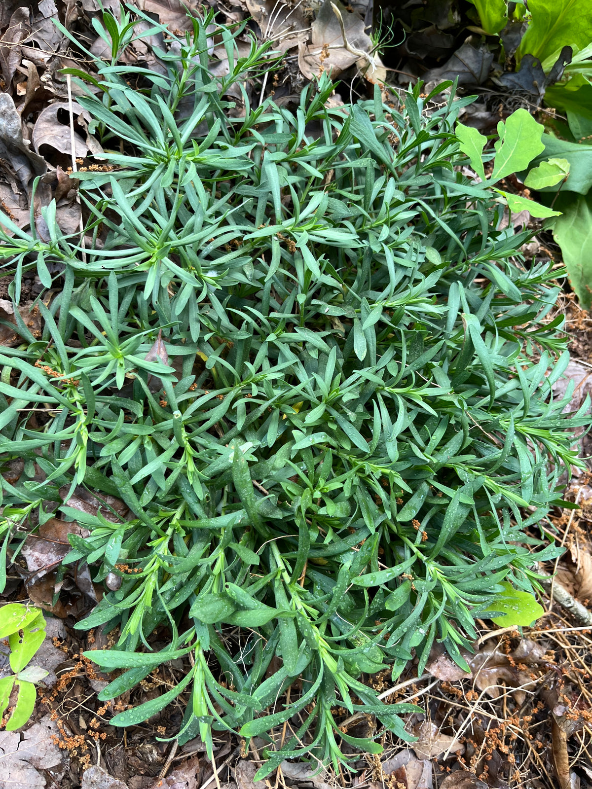 Symphyotrichum ericoides 'Snow Flurry'