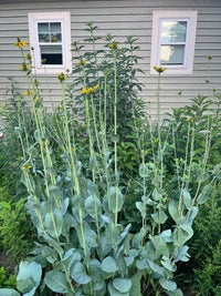 Rudbeckia maxima