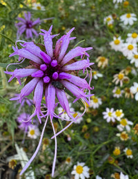 Liatris squarrosa