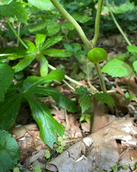 Podophyllum peltatum