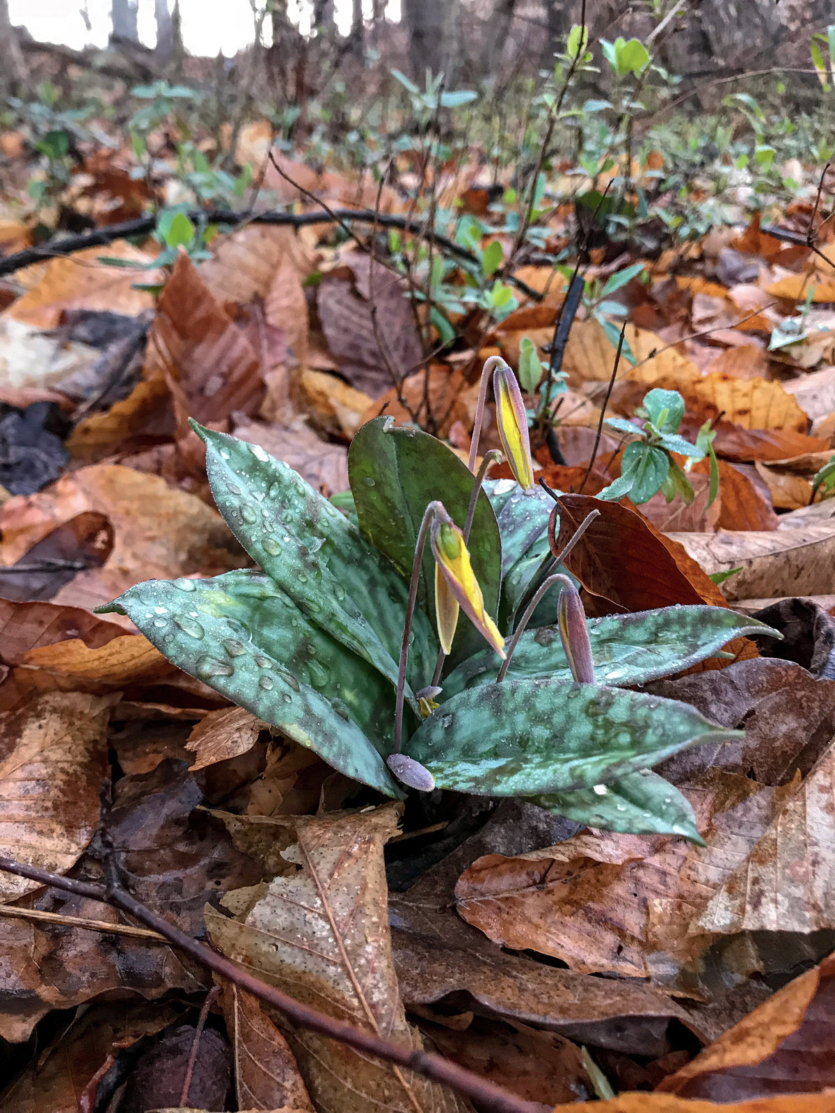 Erythronium umbilicatum