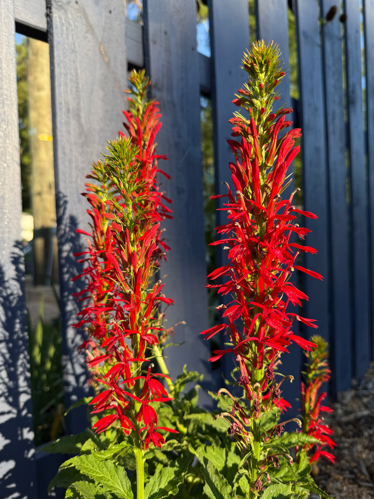 Lobelia cardinalis