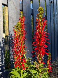 Lobelia cardinalis