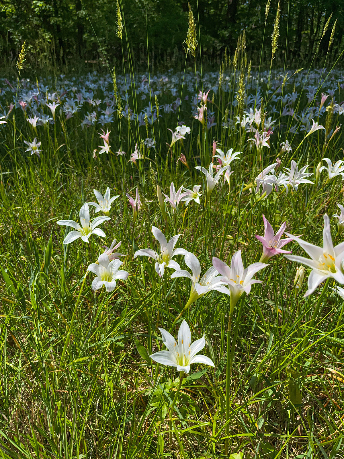 Zephyranthes atamasco