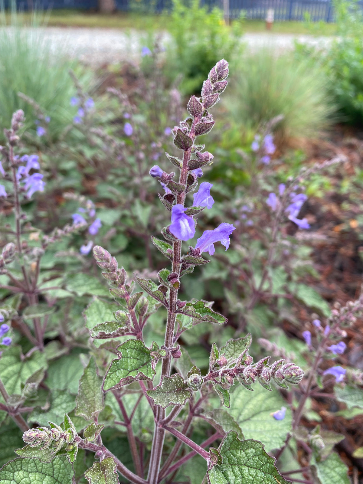 Scutellaria ovata var. rugosa