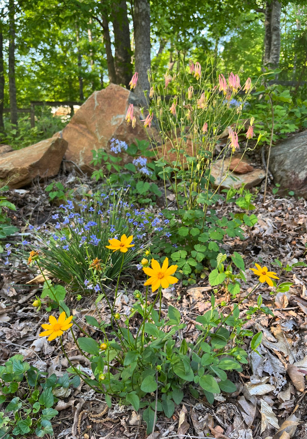 Coreopsis auriculata