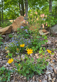 Coreopsis auriculata 'Nana'