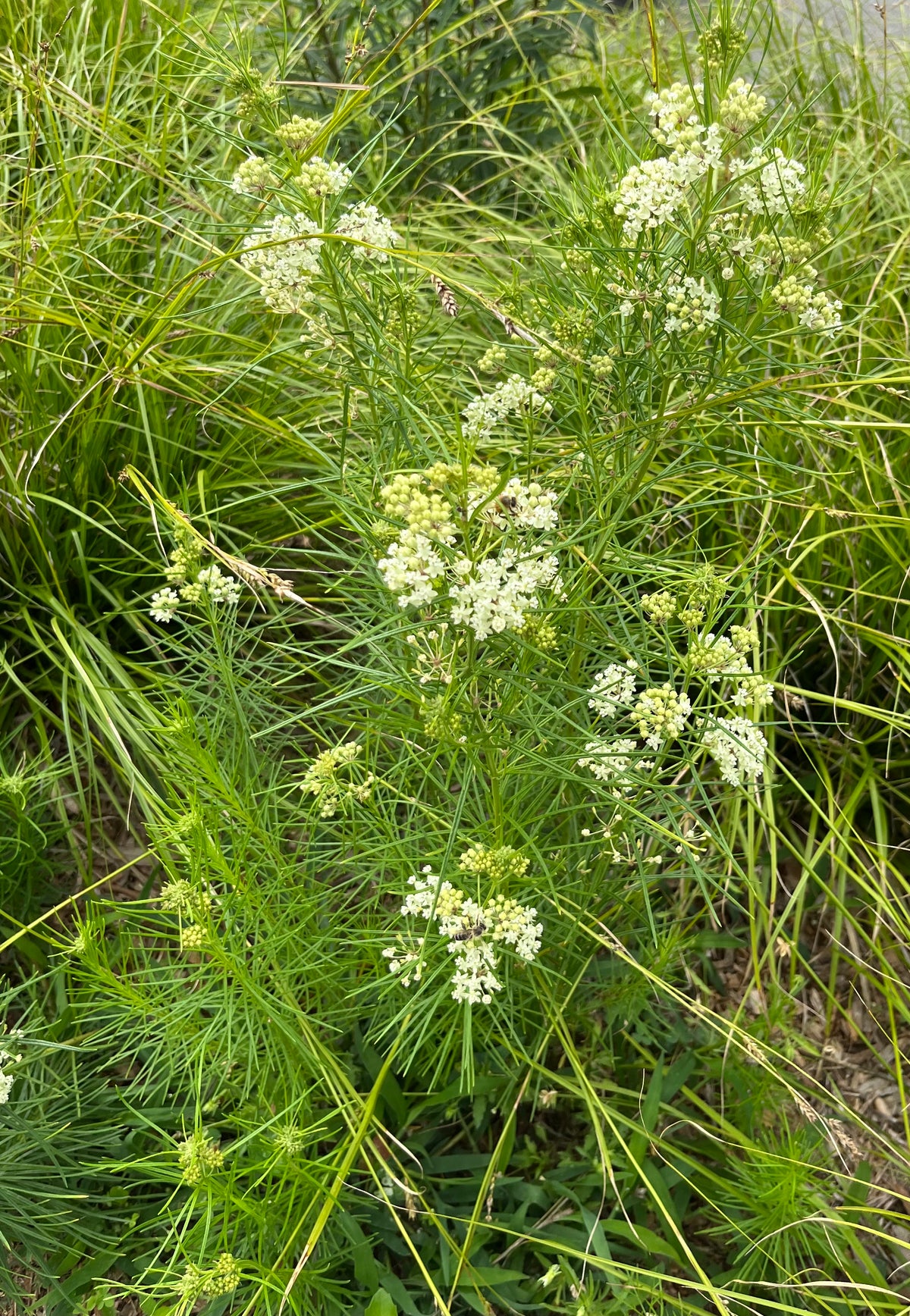 Asclepias verticillata