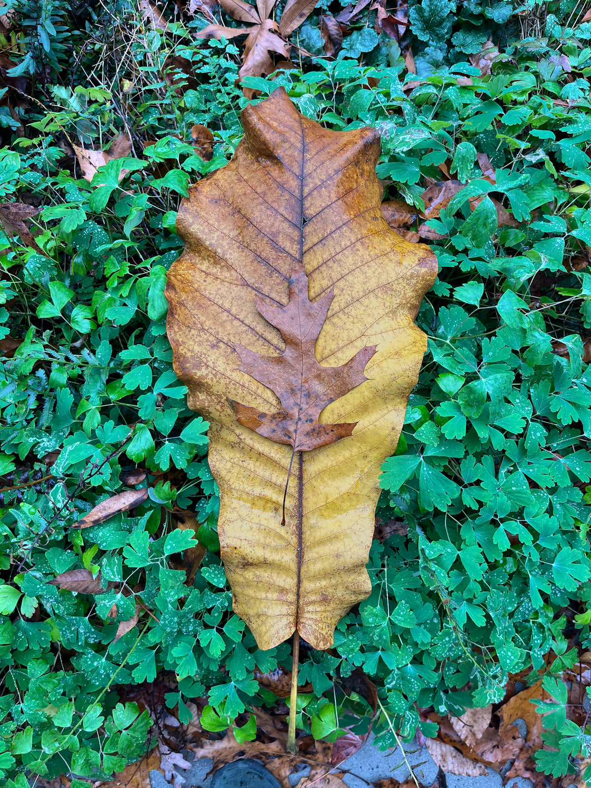 Magnolia macrophylla