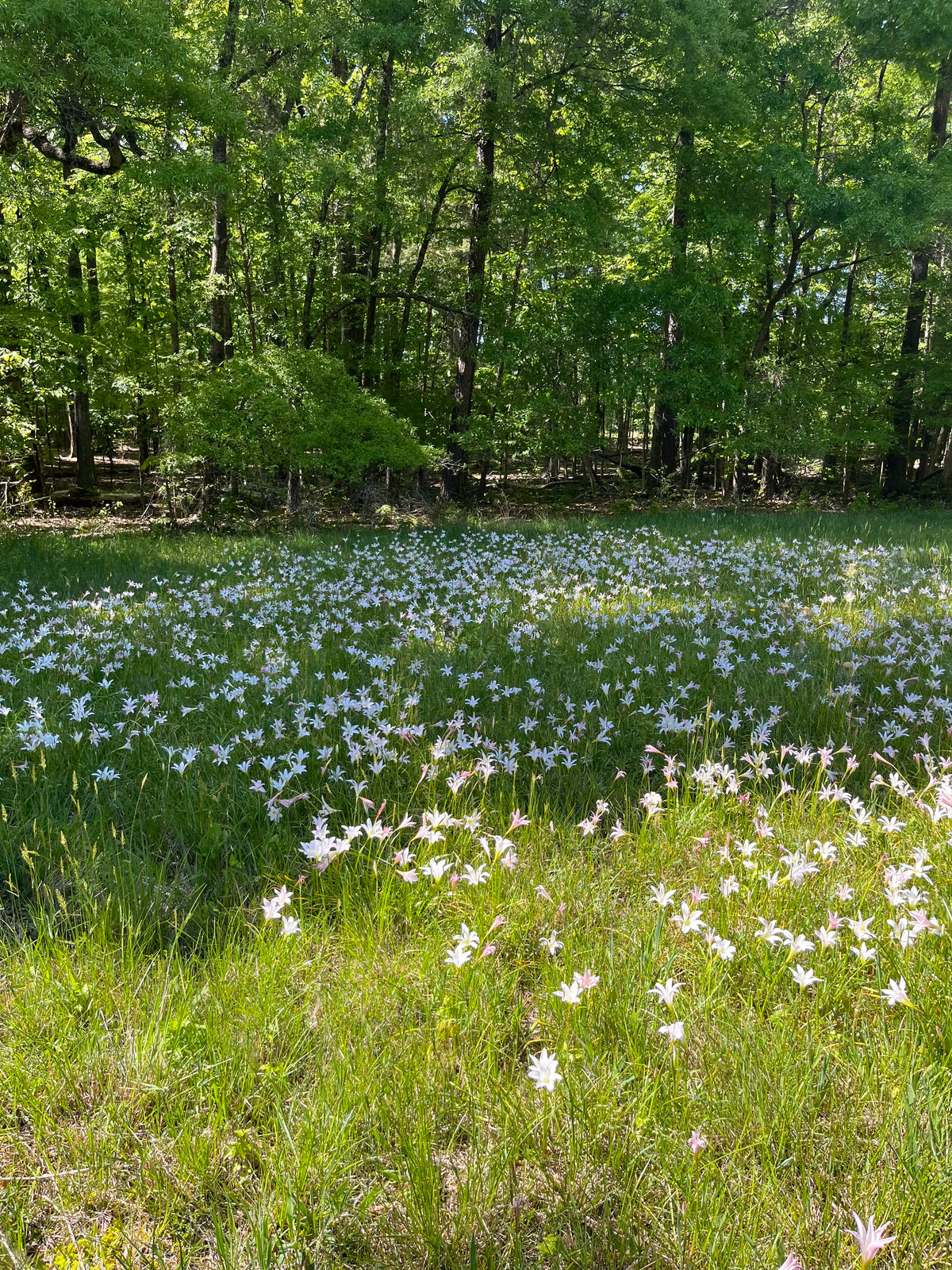 Zephyranthes atamasco