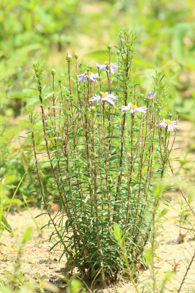 Ionactis linariifolius