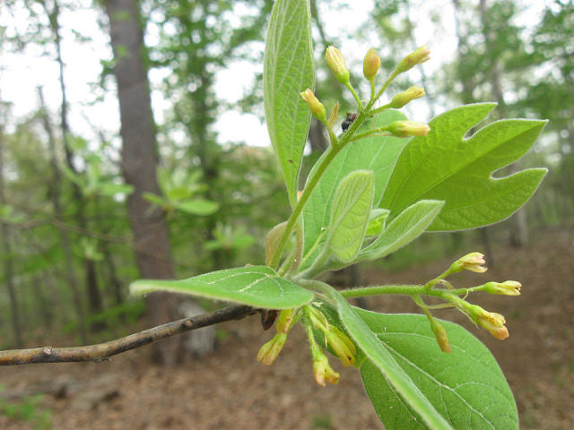 Sassafras albidium