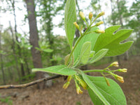 Sassafras albidium