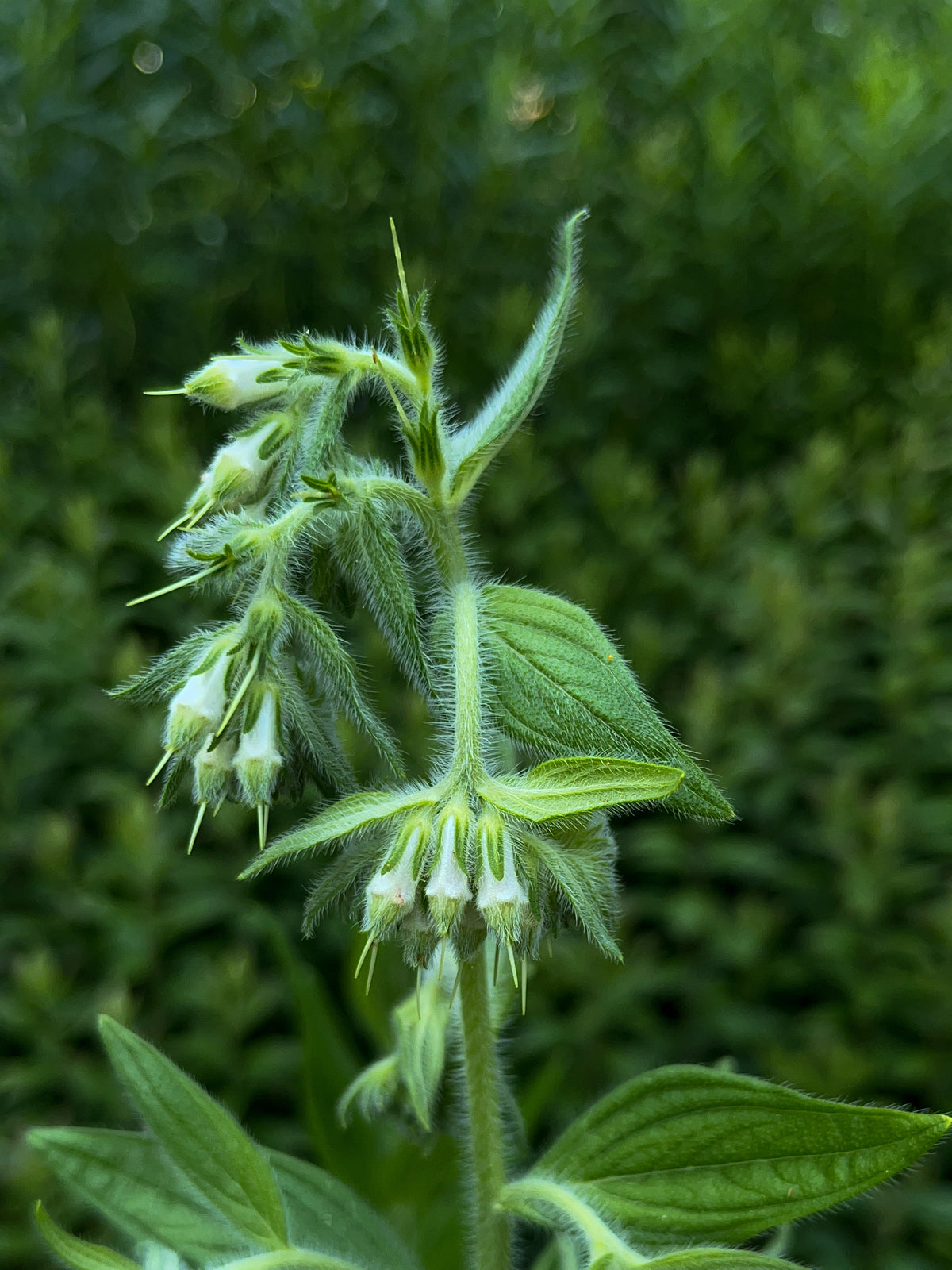 Lithospermum parviflorum