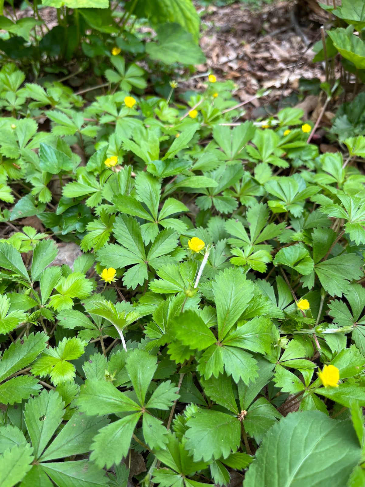 Potentilla canadensis