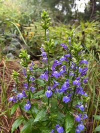 Lobelia siphilitica