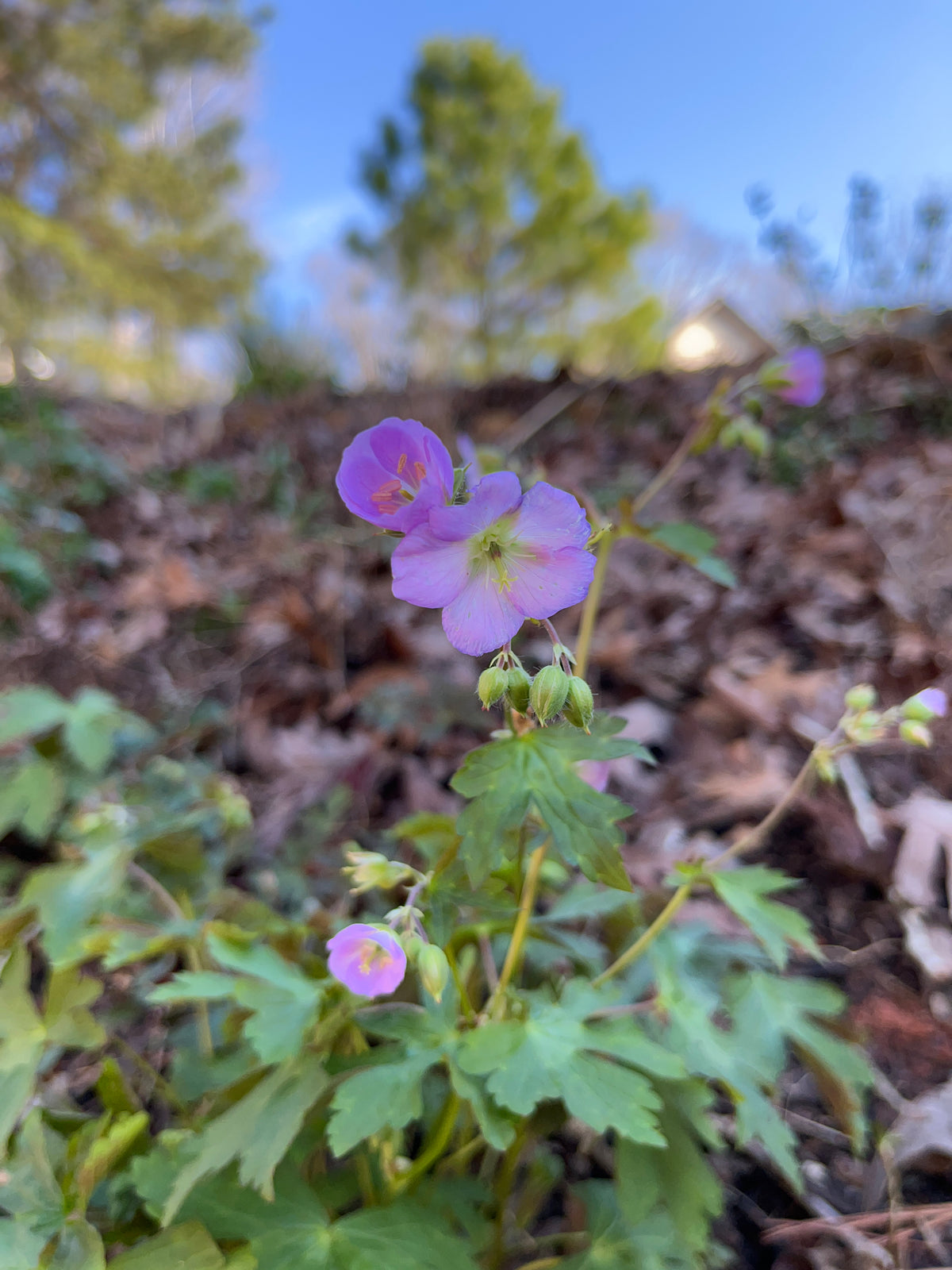 Geranium maculatum