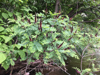 Amorpha fruticosa