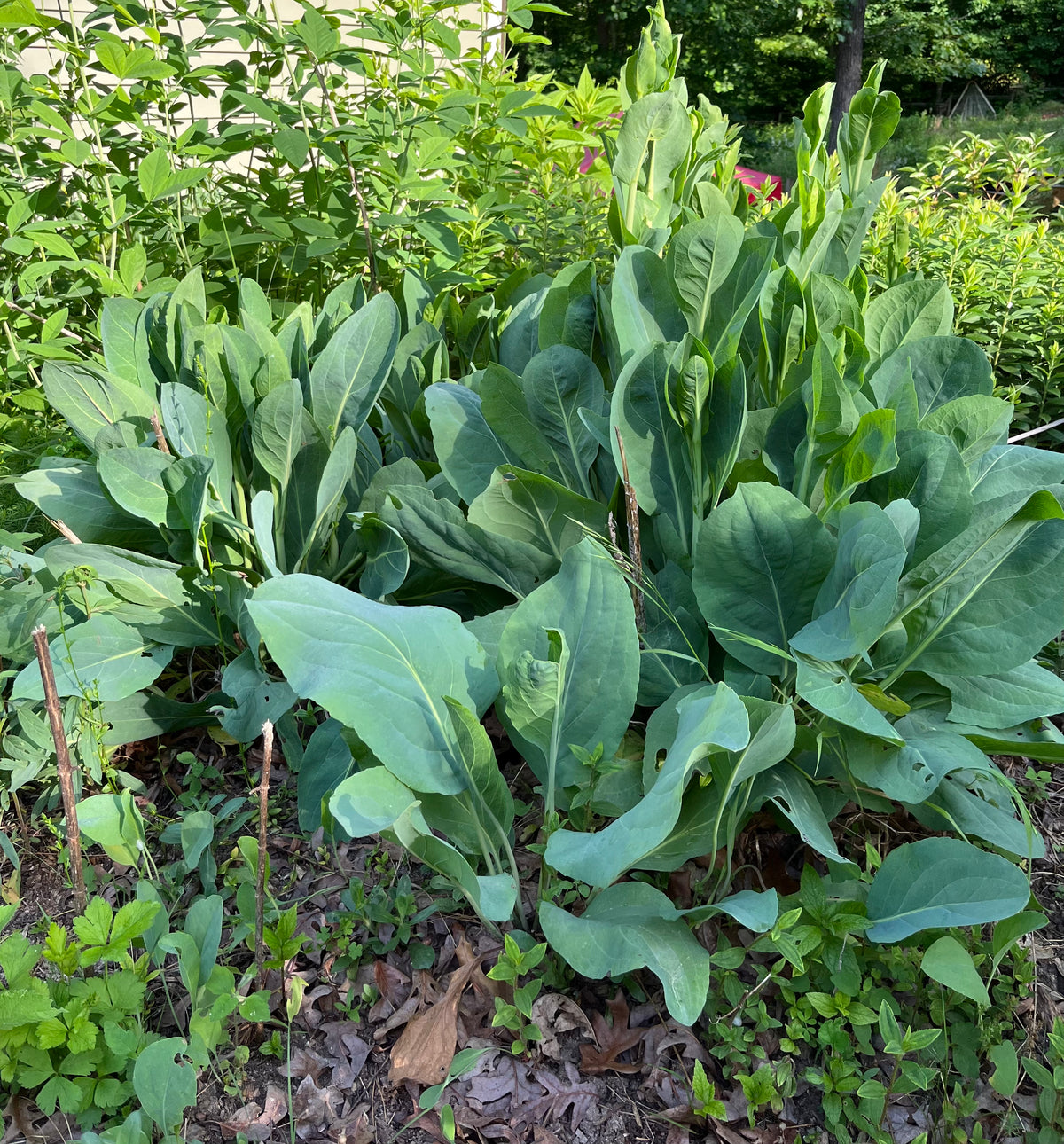 Rudbeckia maxima