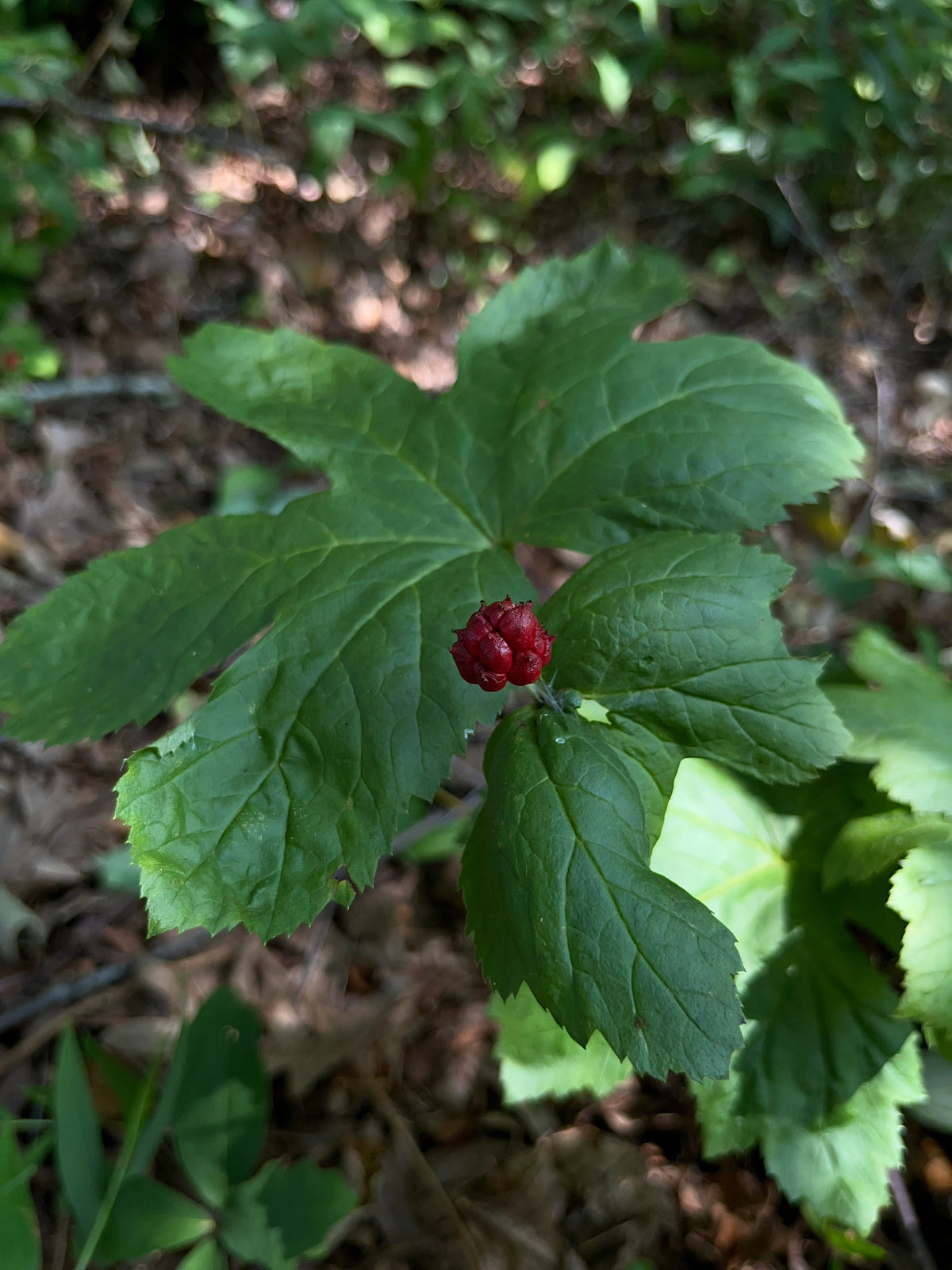 Hydrastis canadensis