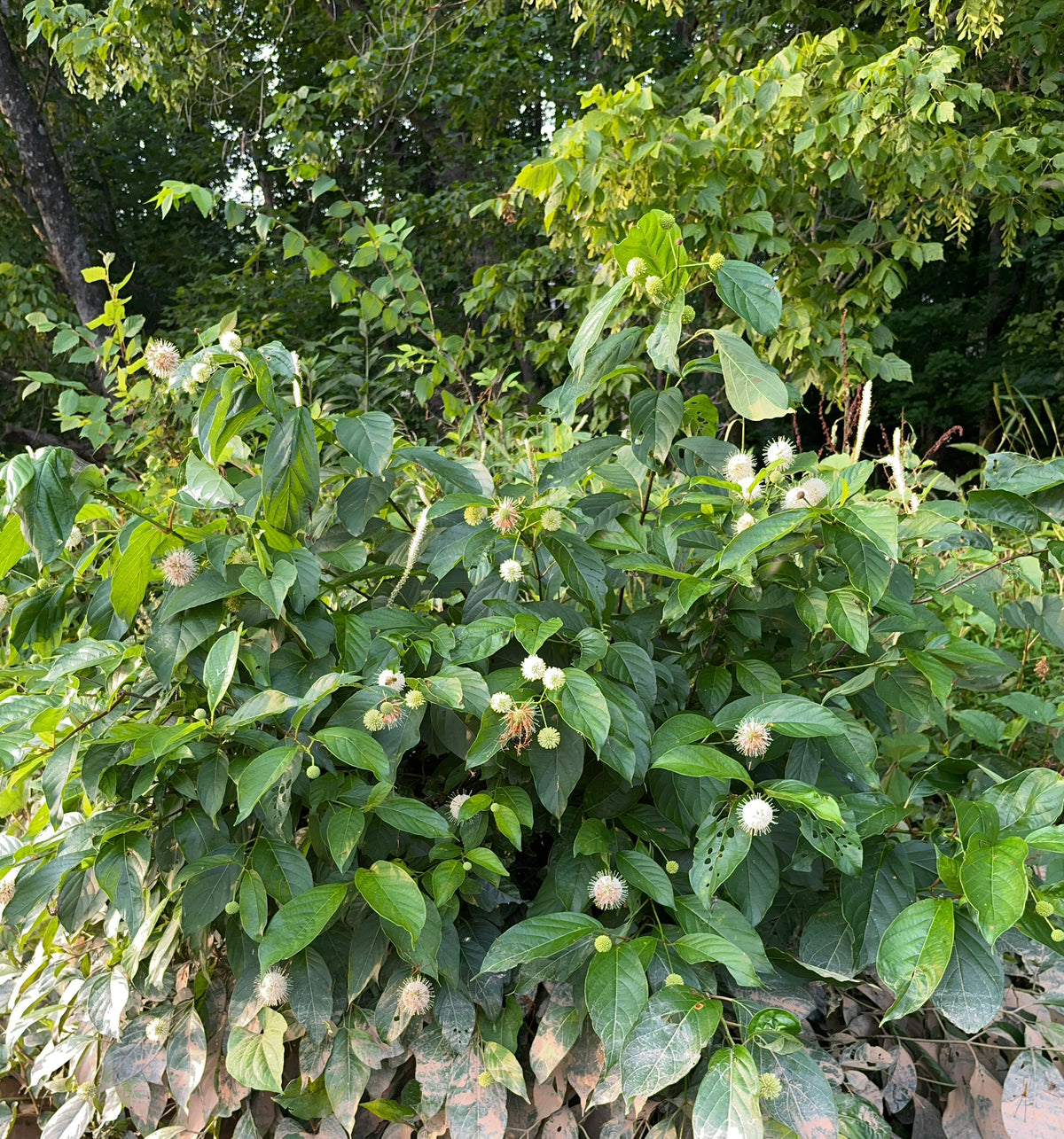 Cephalanthus occidentalis