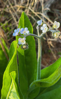 Andersonglossum virginianum