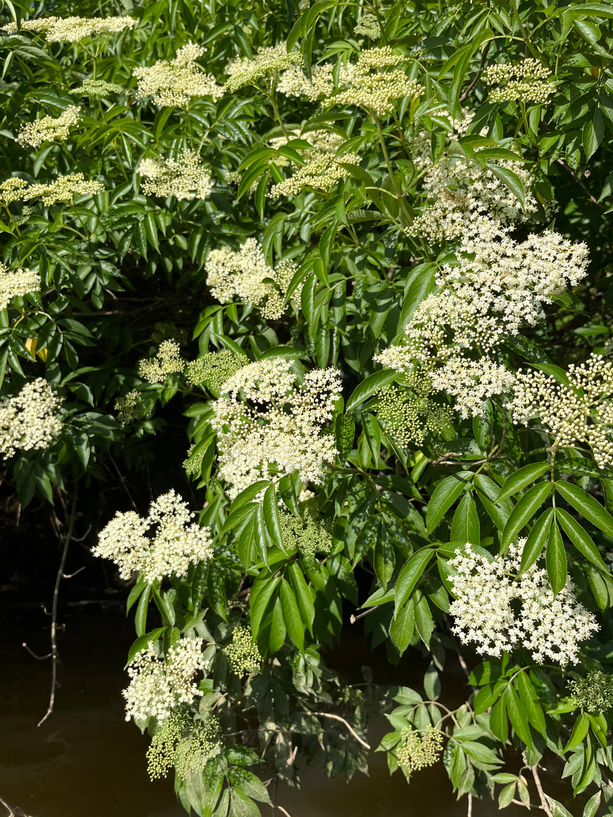 Sambucus canadensis