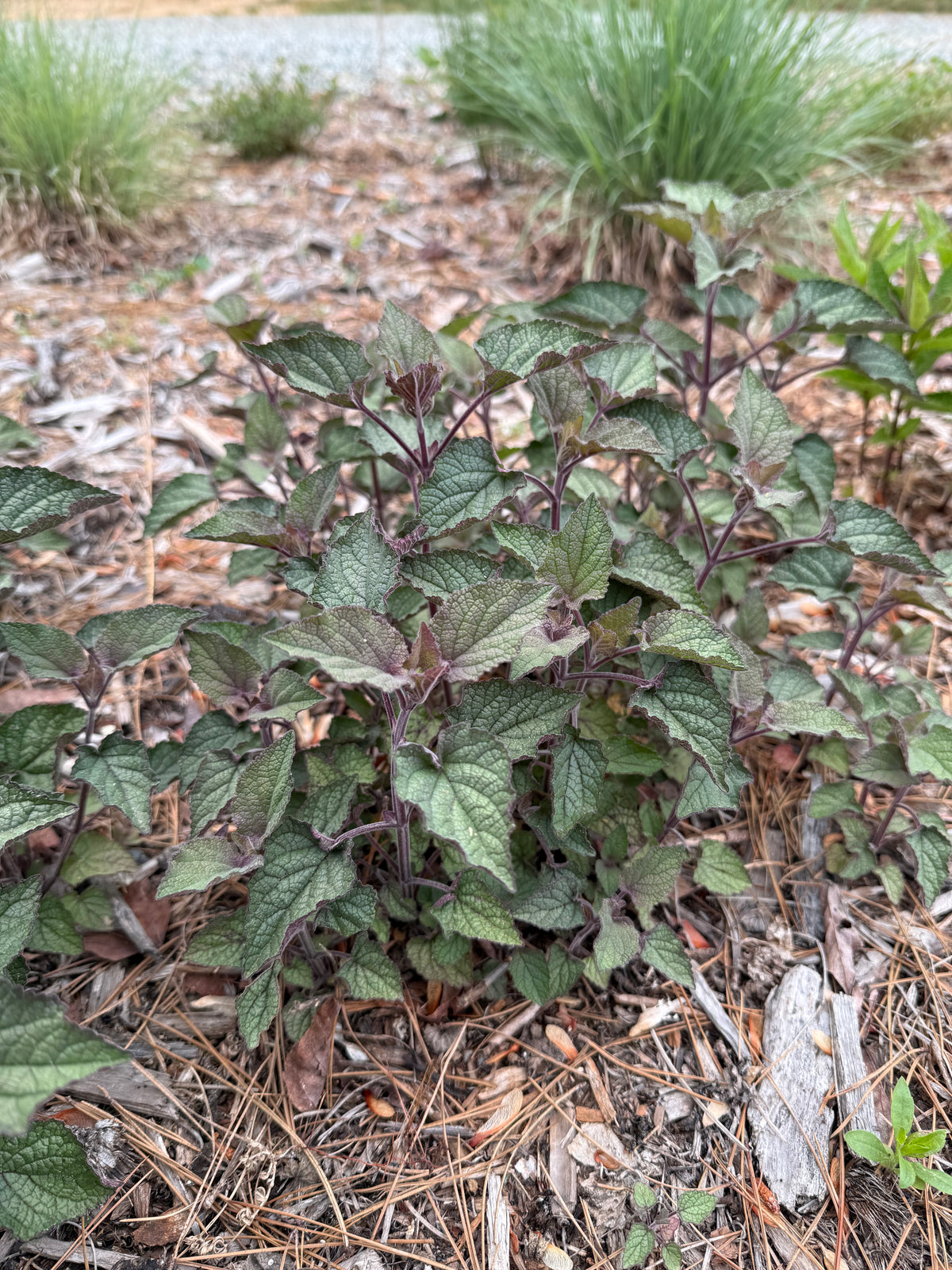 Scutellaria ovata var. rugosa