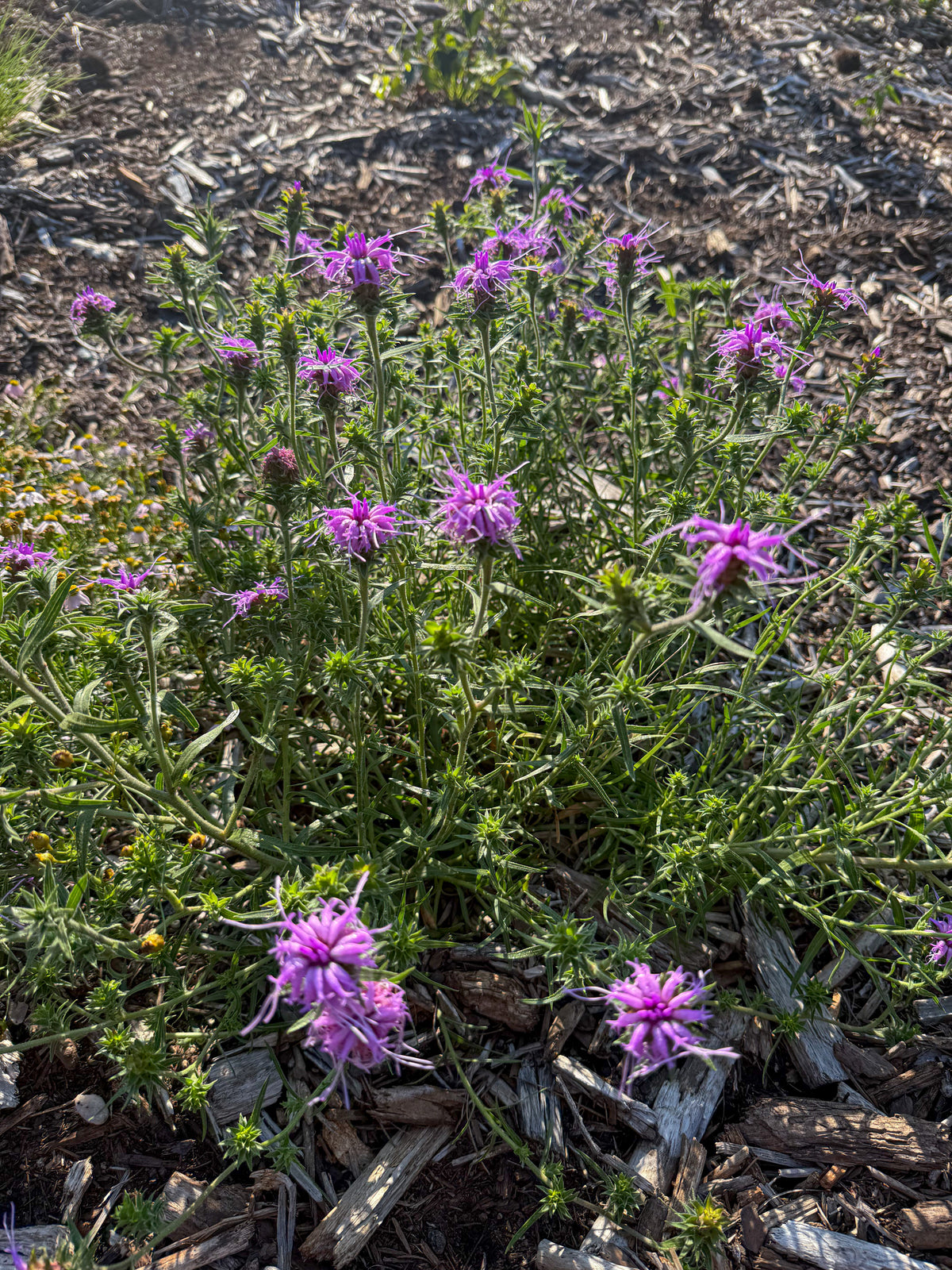 Liatris squarrosa