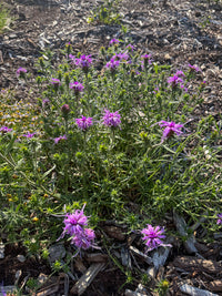 Liatris squarrosa