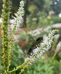 Veronicastrum virginicum