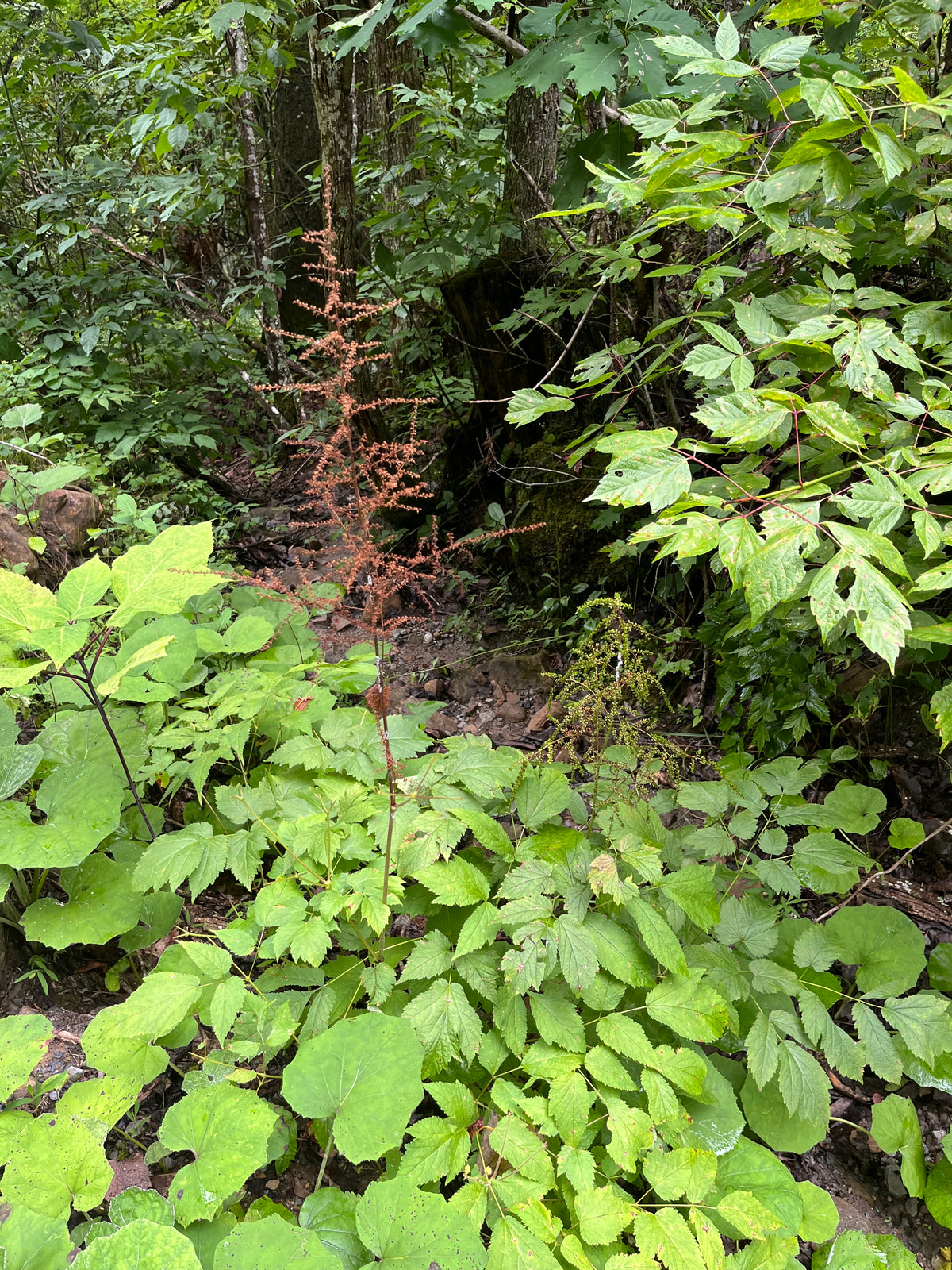 Aruncus dioicus