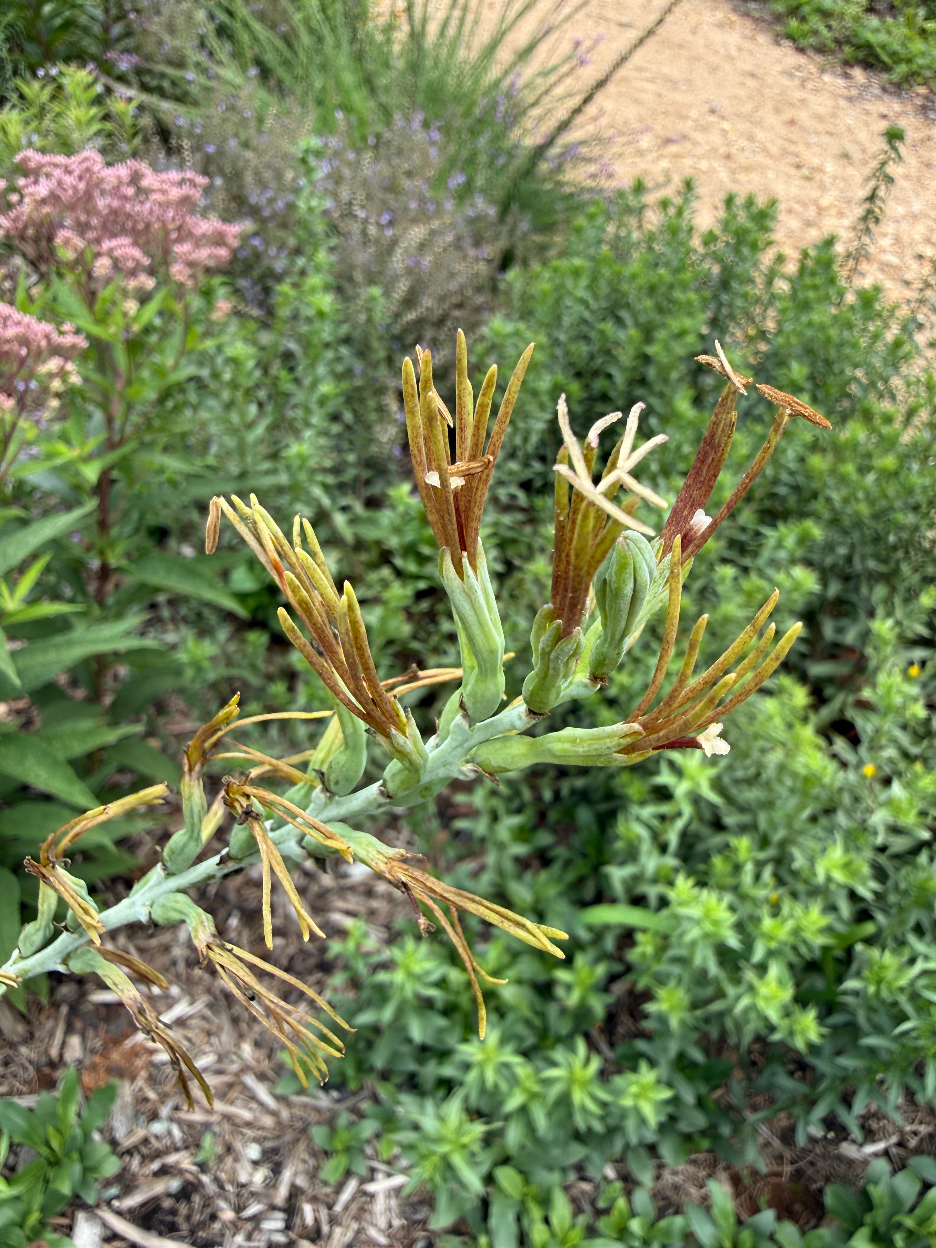 Manfreda virginica – Flower of Carolina