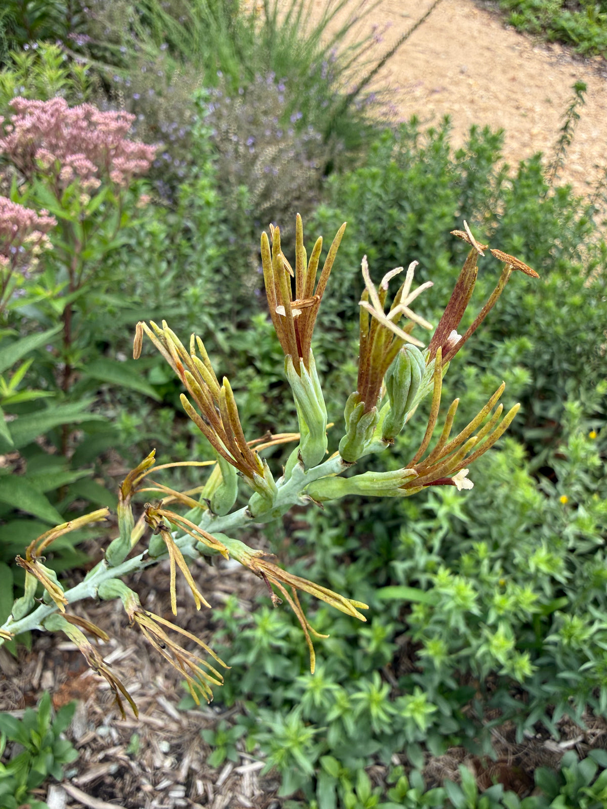 Manfreda virginica