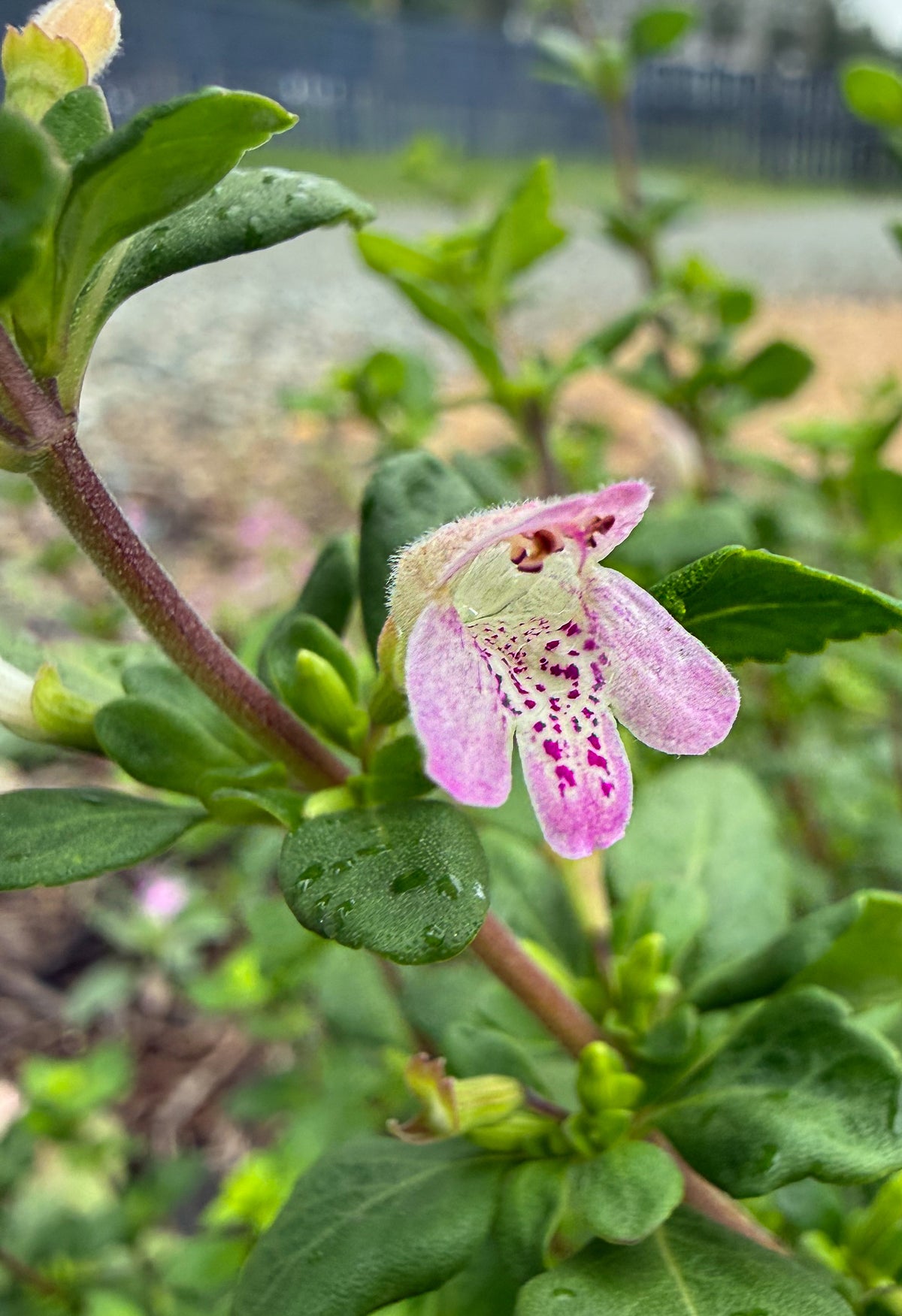 Clinopodium carolinanum