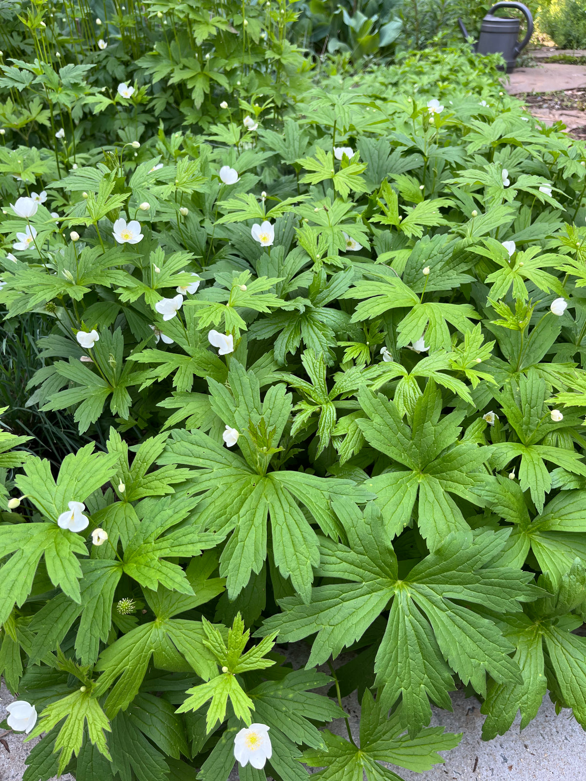 Anemone canadense